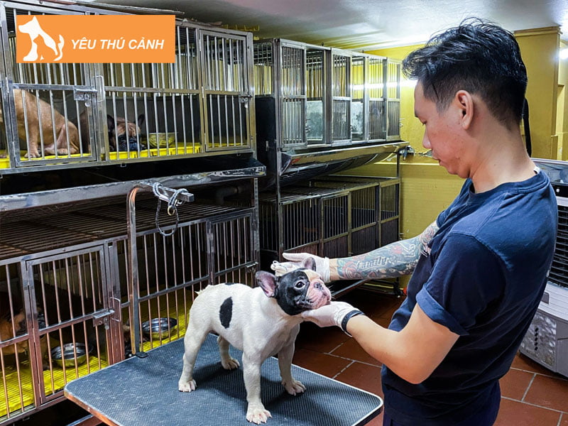 co-bao-nhieu-loai-thuoc-ngu-cho-dong-vat-thucanh