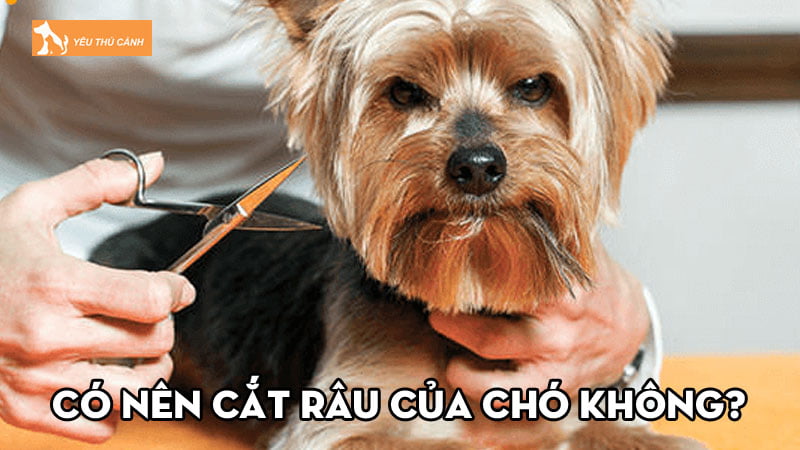 Có nên cắt râu của chó không? Một số tips chăm sóc râu chó đúng cách