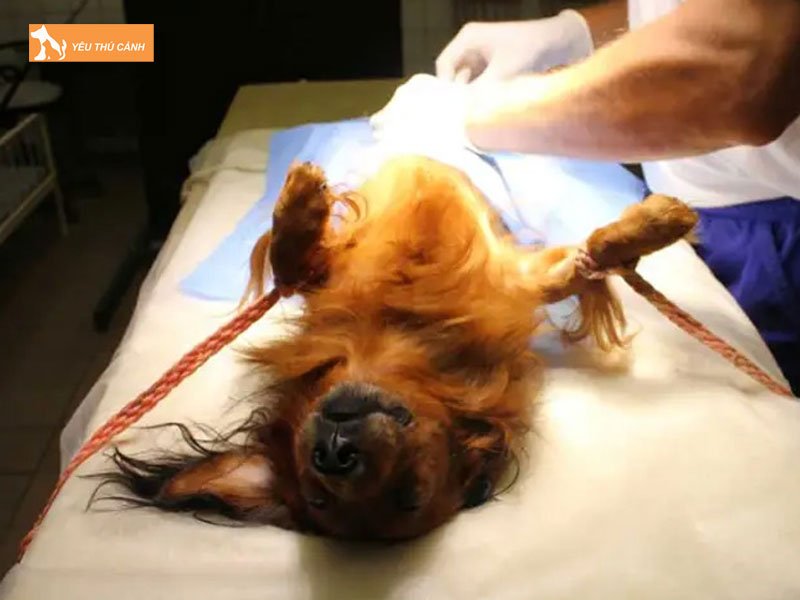 Co-nen-thien-cho-duc-hay-khong-thucanh