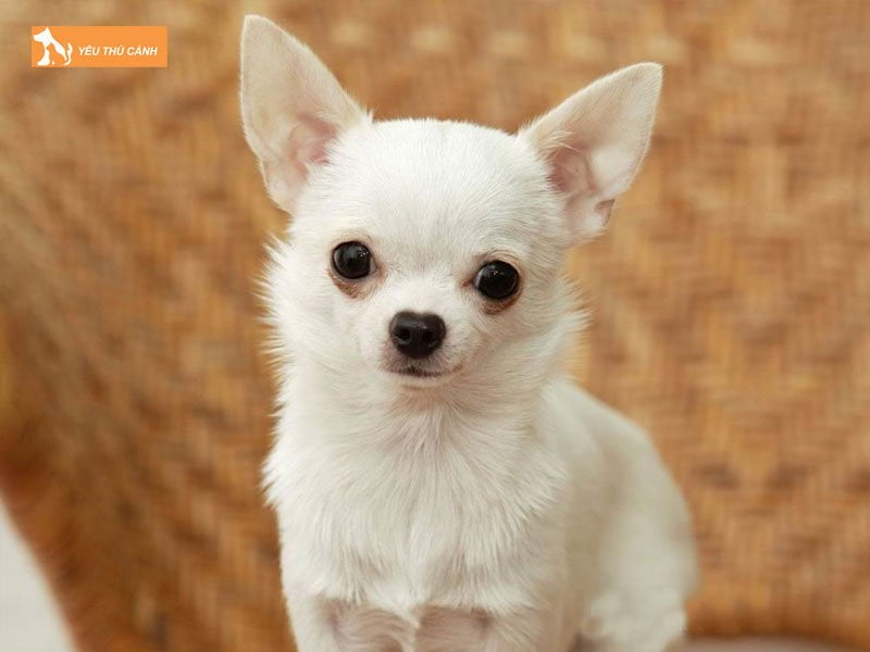 co-nen-triet-san-cho-cho-duc-khong-1-thucanh