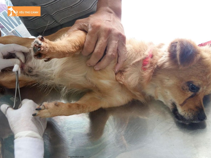 co-nen-triet-san-cho-cho-duc-khong-thucanh