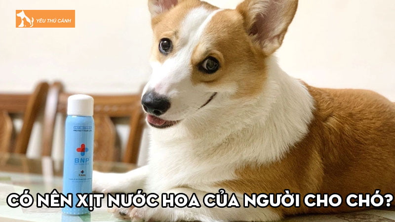 Có nên xịt nước hoa của người cho chó? Một số lưu ý nên biết