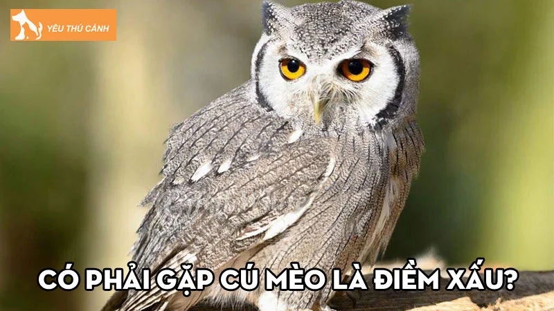 Có phải gặp cú mèo là điềm xấu? Nếu gặp nên đánh số mấy?