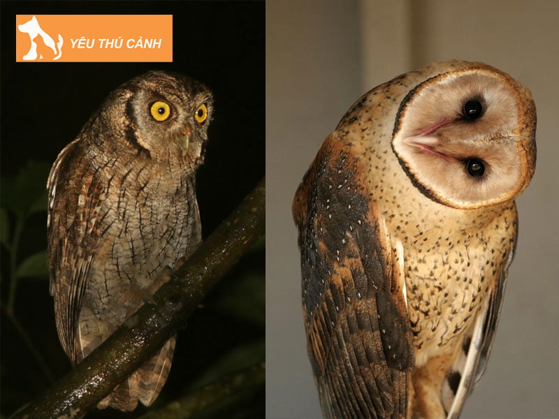 con-cu-meo-va-cu-lon-co-phai-la-cung-mot-loai-thucanh