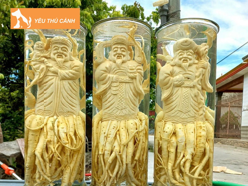 cong-dung-cua-dinh-lang-ngam-ruou-thucanh