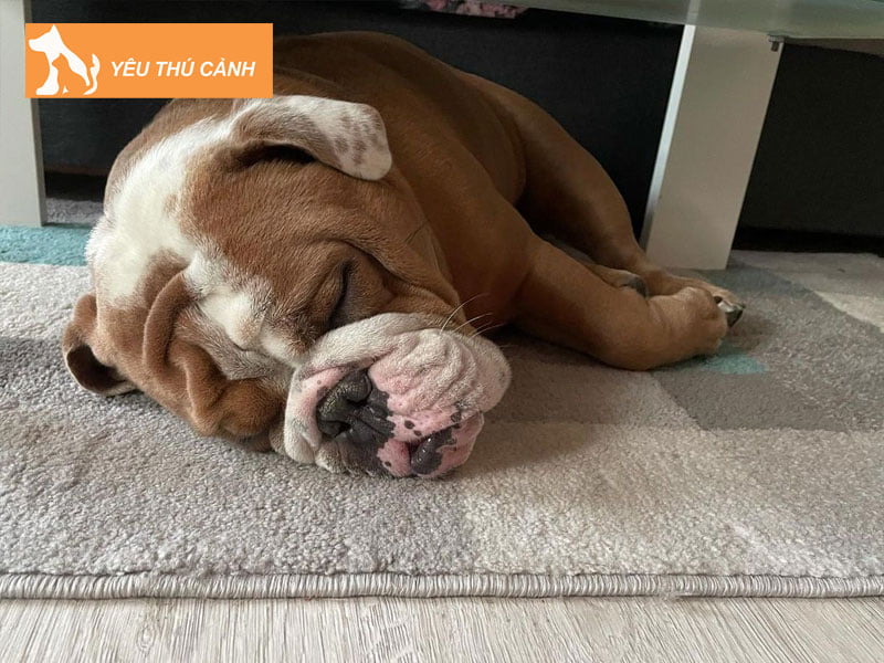 cong-dung-thuoc-ngu-cho-cho-meo-2-thucanh