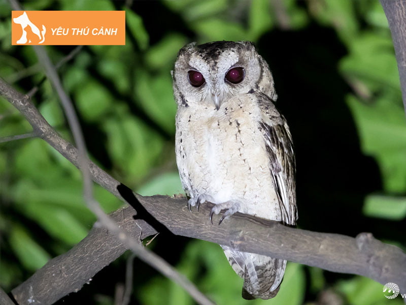 cu-keu-gan-nha-thi-phai-lam-sao-thucanh