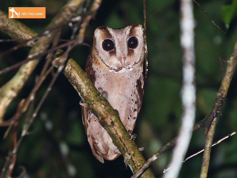cu-lon-phuong-dong-thucanh