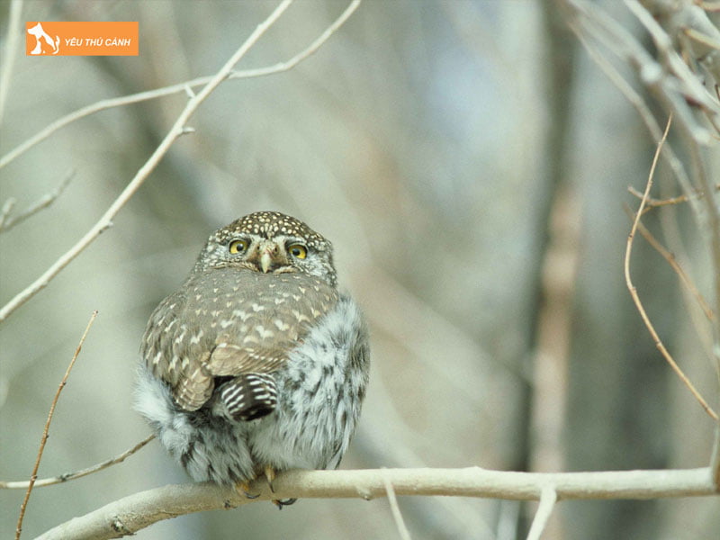 cu-lun-phuong-bac-thucanh