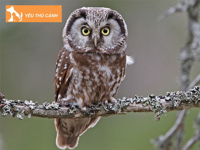 cu-meo-co-phai-la-loai-chim-mang-den-diem-lanh-hay-xui-xeo-thucanh