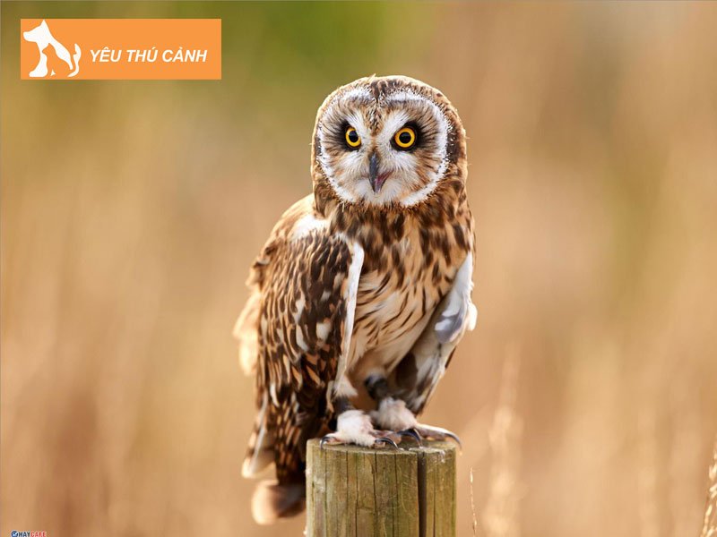 cu-meo-keu-gan-nha-co-phai-se-co-nguoi-chet-dung-hay-khong-thucanh