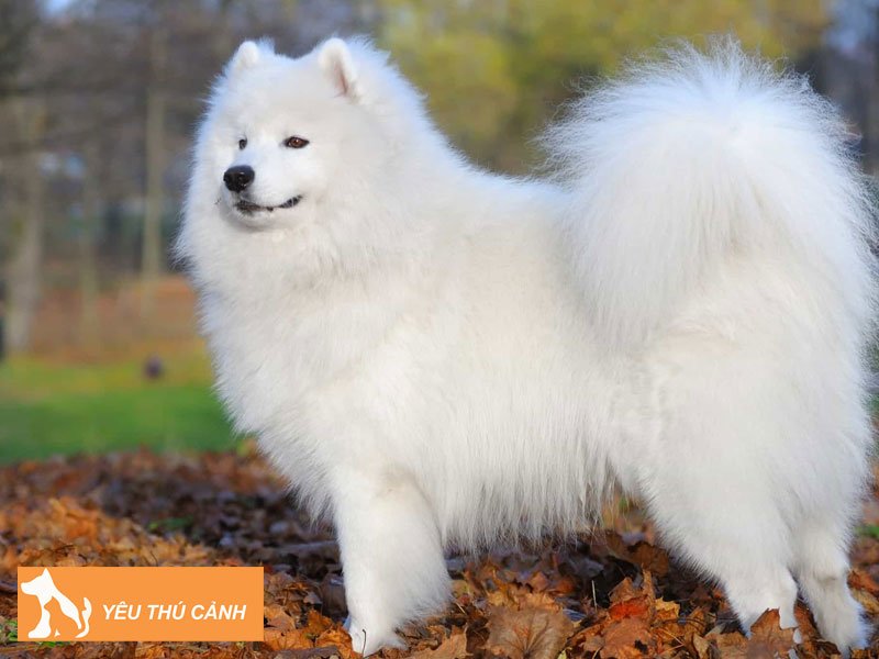 dac-diem-cho-long-trang-thucanh