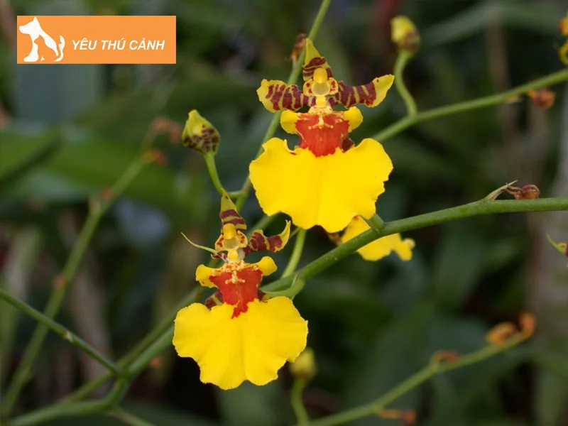dac-diem-cua-lan-vu-nu-thucanh
