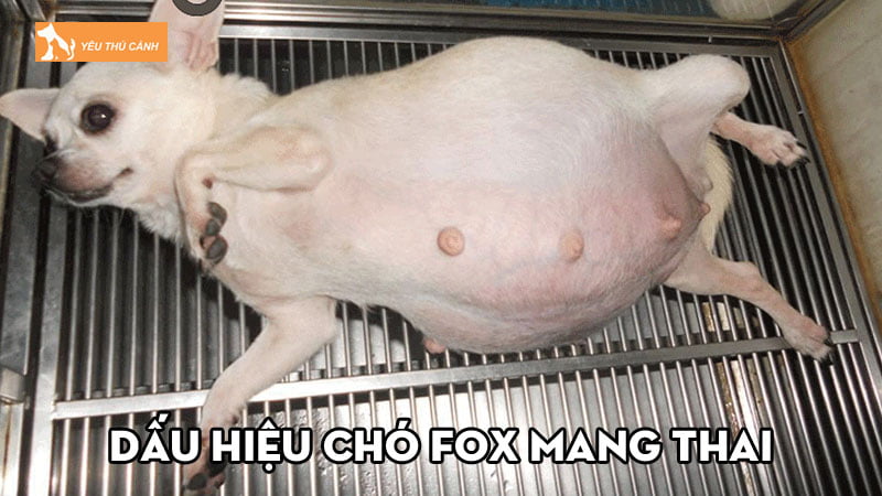 Dấu hiệu chó fox mang thai và cách chăm sóc hữu ích | Thucanh