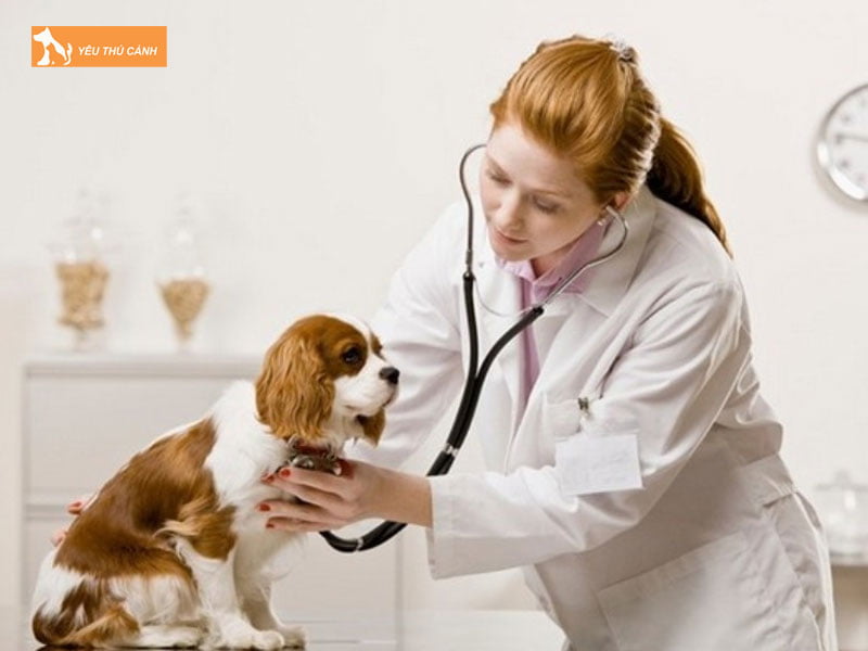 De-y-den-suc-khoe-cun-cung-khi-nghe-chung-gam-gu-nhieu-thucanh