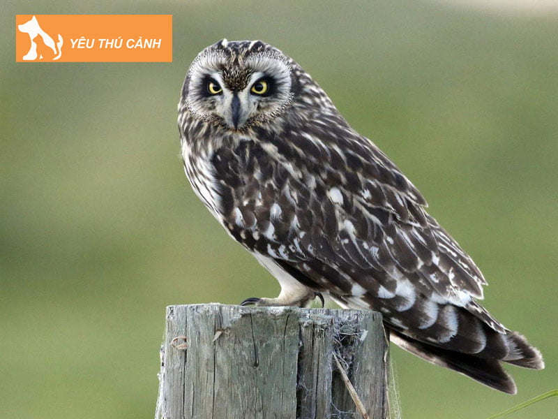 di-duong-gap-cu-meo-nen-lam-gi-thucanh