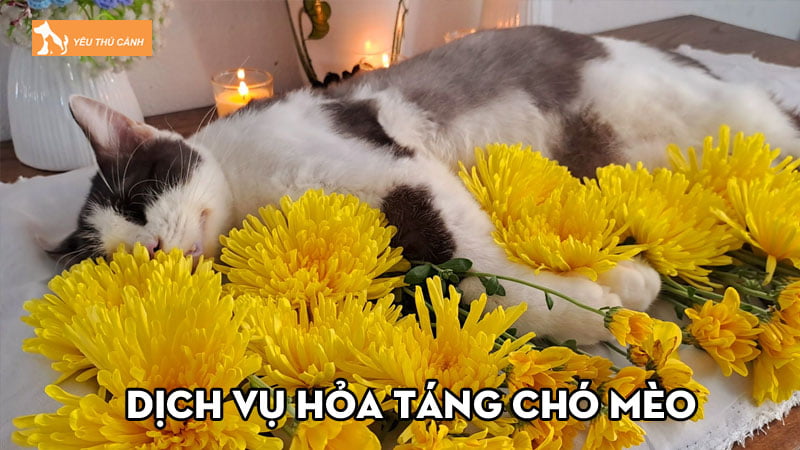 Dịch vụ hỏa táng chó mèo thiết thực ra sao và lưu ý cần biết?