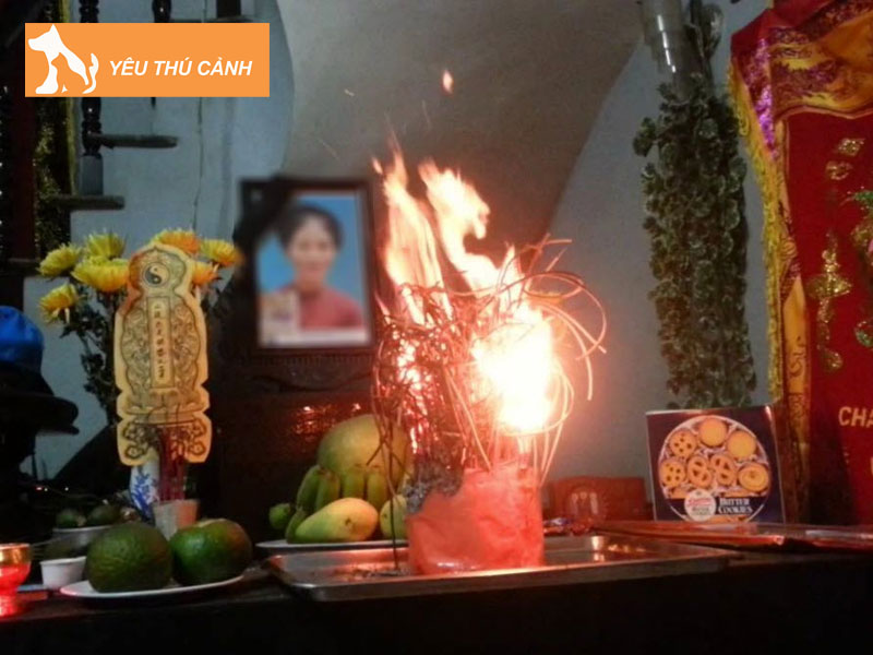 diem-xau-khi-meo-nhay-len-ban-tho-thucanh