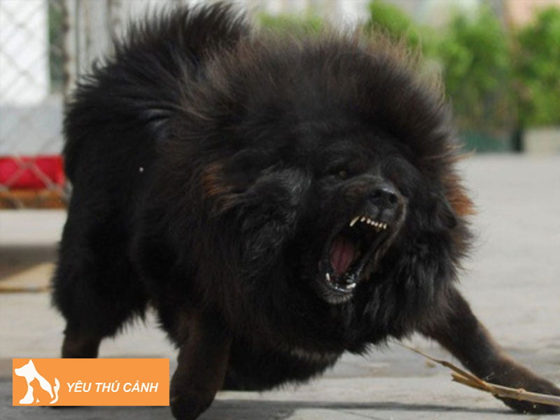 dieu-can-tranh-khi-doi-pho-voi-mot-chu-cho-hung-du-1-thucanh