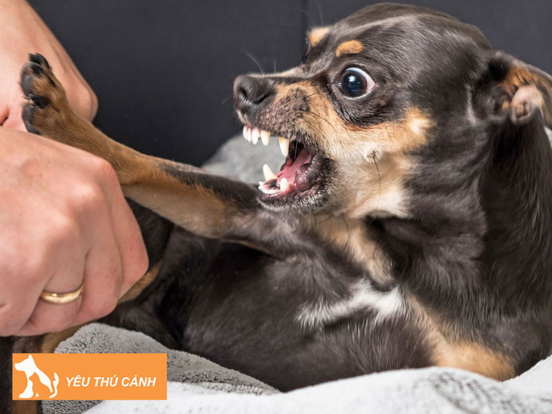 dieu-can-tranh-khi-doi-pho-voi-mot-chu-cho-hung-du-2-thucanh