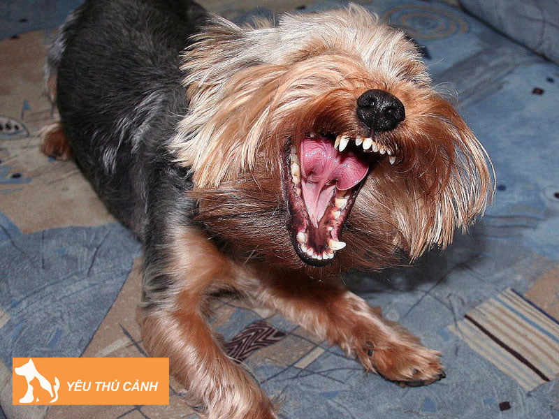 dieu-can-tranh-khi-doi-pho-voi-mot-chu-cho-hung-du-thucanh