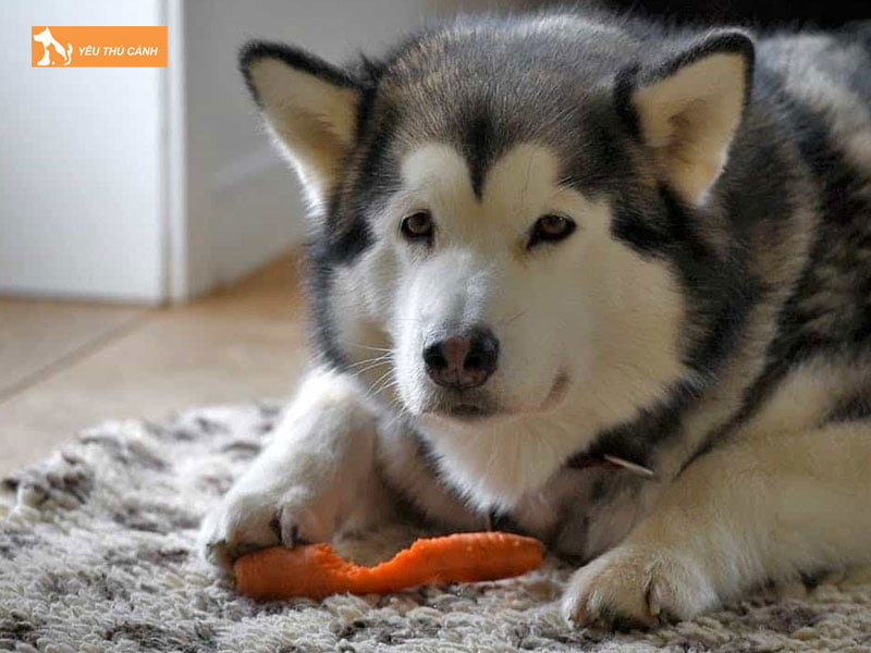 dinh-duong-moi-ngay-danh-cho-giong-cho-alaska-thucanh