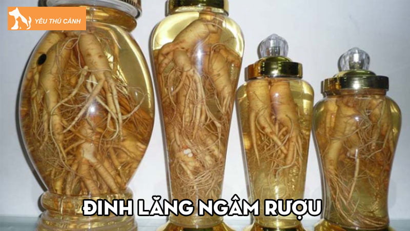 Đinh lăng ngâm rượu và những công dụng tuyệt vời bạn nên biết