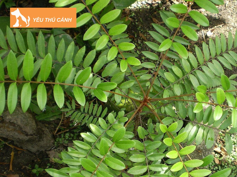 dinh-lang-ngam-voi-mat-nhan-1-thucanh