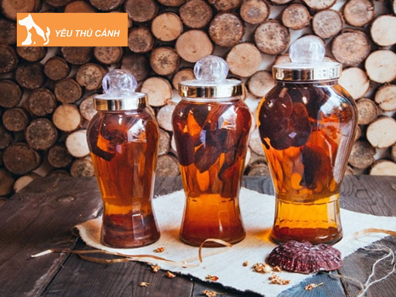 dinh-lang-ngam-voi-nam-linh-chi-thucanh