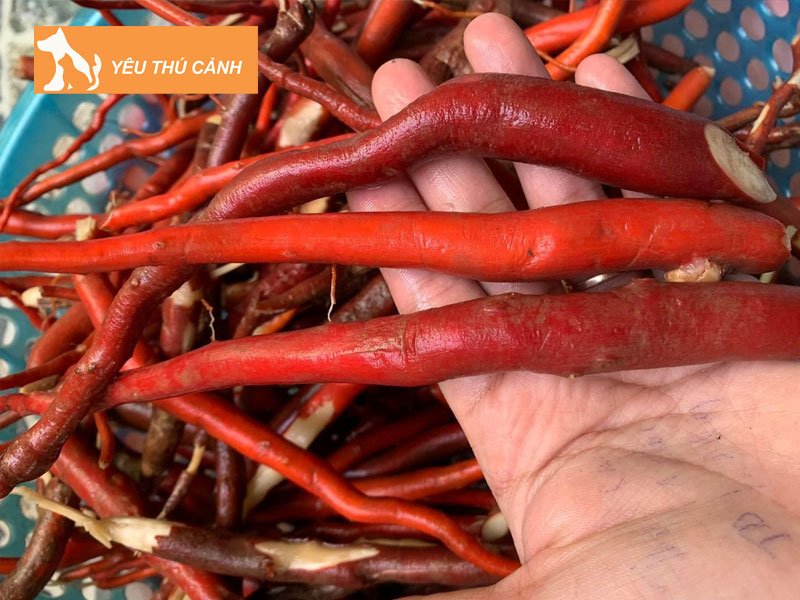 dinh-lang-ngam-voi-sam-cau-do-thucanh