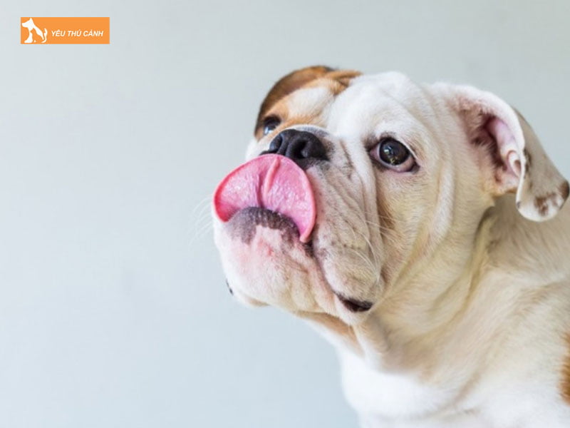 Do-bieu-hien-hanh-vi-thong-thuong-cua-cho-thucanh