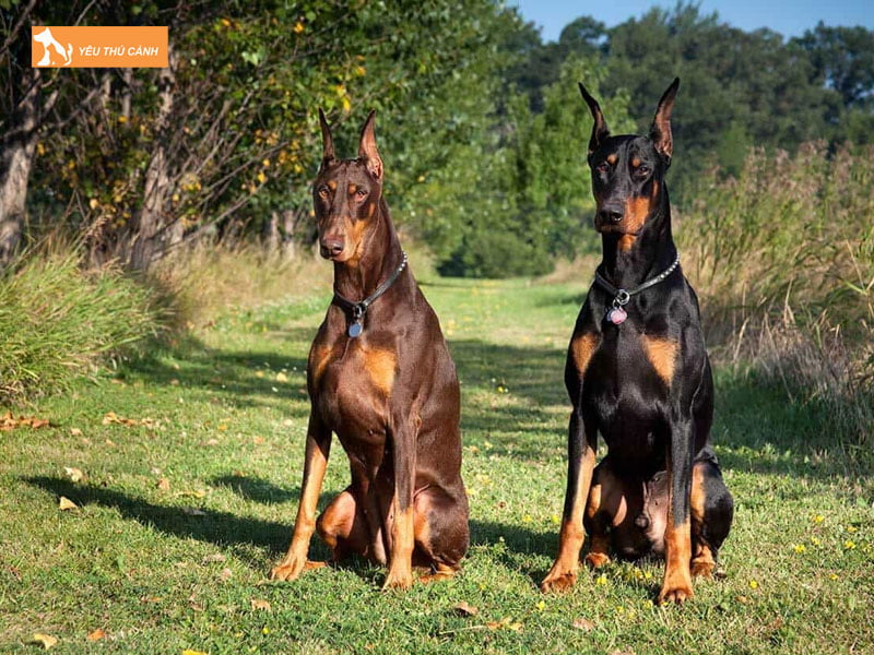 Doberman-pinscher-thucanh