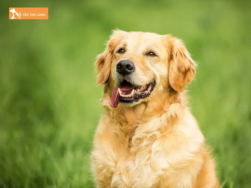 du-doan-ngay-sinh-cua-cho-golden-bang-cach-nao-thucanh