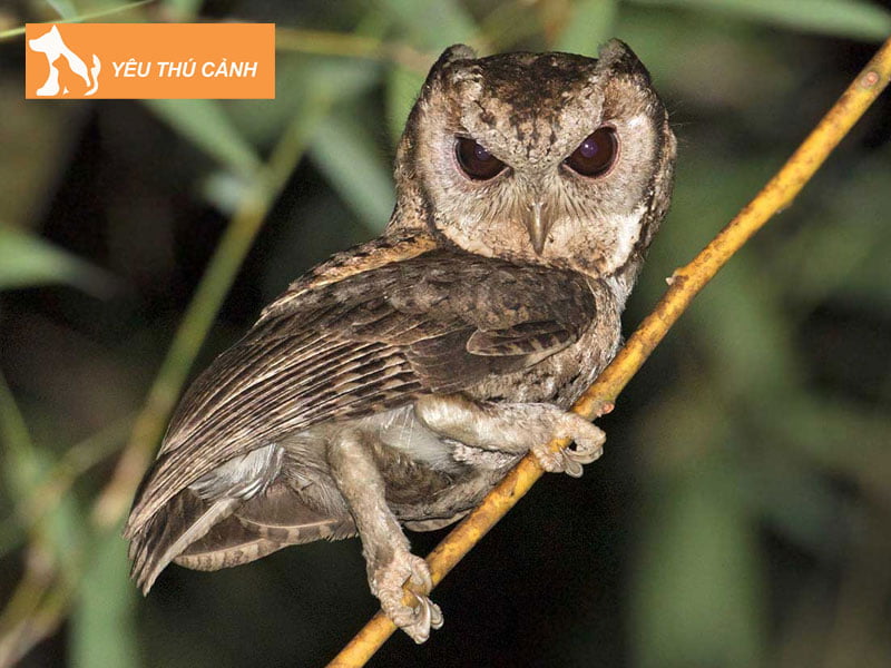 gap-chim-cu-meo-danh-so-may-thucanh