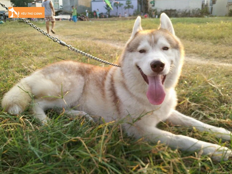 Gia-phoi-giong-cho-husky-thuan-chung-thucanh