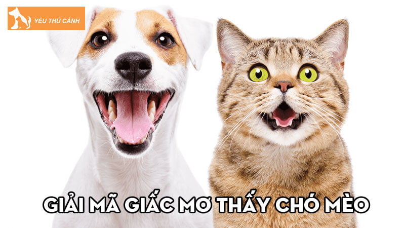 Giải mã chi tiết giấc mơ thấy chó mèo – Nên đánh con gì?