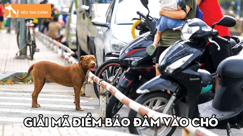 Giải mã điềm báo đâm vào chó, cán chết chó. Nên đánh con gì?