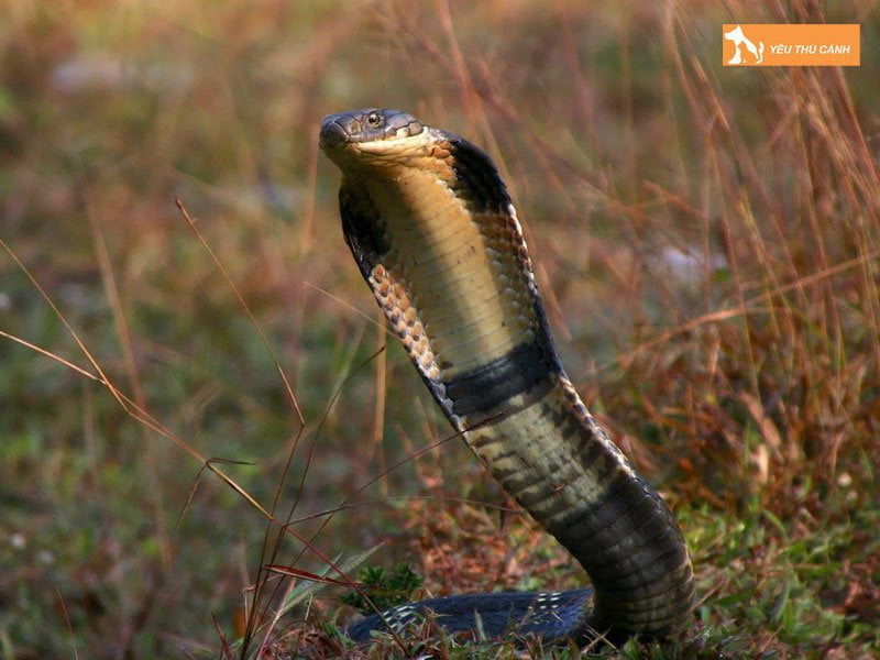 giai-ma-diem-bao-giac-mo-thay-ran-2-thucanh