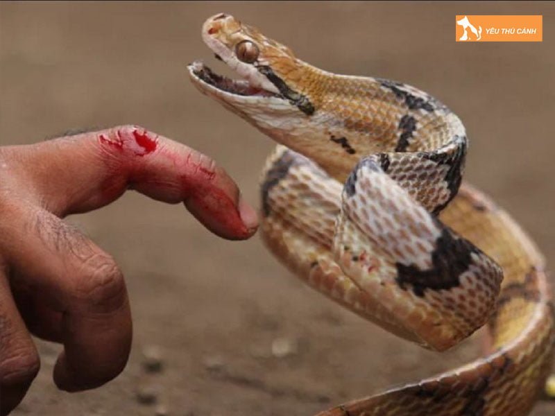 giai-ma-diem-bao-giac-mo-thay-ran-thucanh