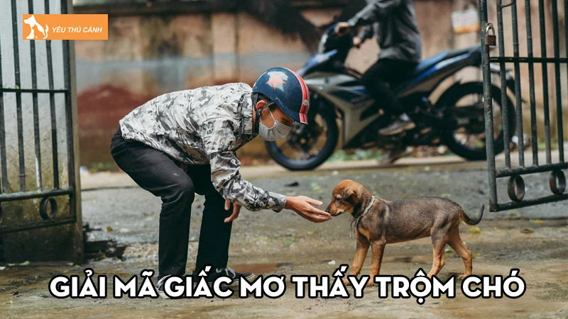 Giải mã giấc mơ thấy trộm chó và bật mí con số may mắn