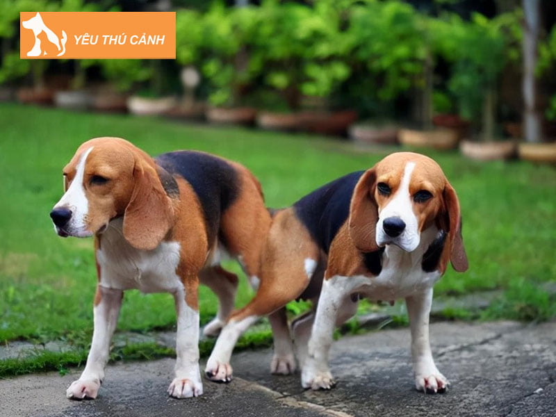 giai-ma-giac-thay-hai-con-cho-bao-diem-gi-thucanh