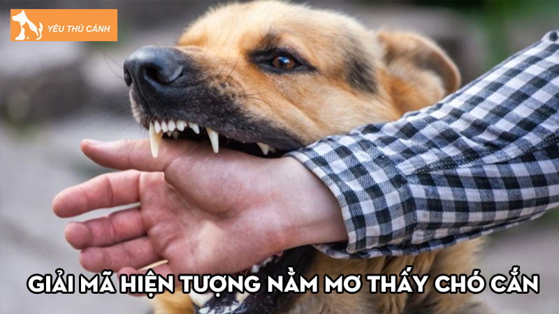 Giải mã hiện tượng nằm mơ thấy chó cắn và bật mí con số may mắn