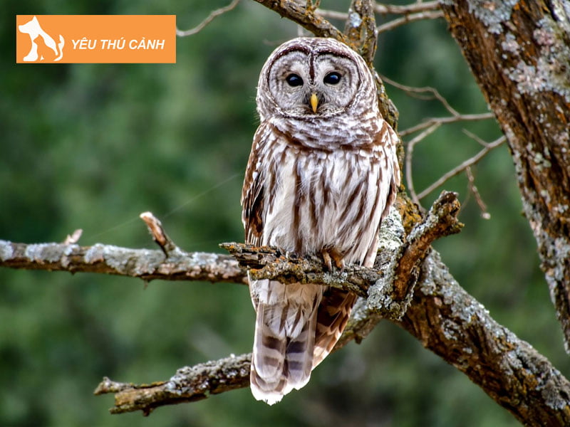 giai-ma-truong-hop-chim-cu-bay-vao-nha-1-thucanh