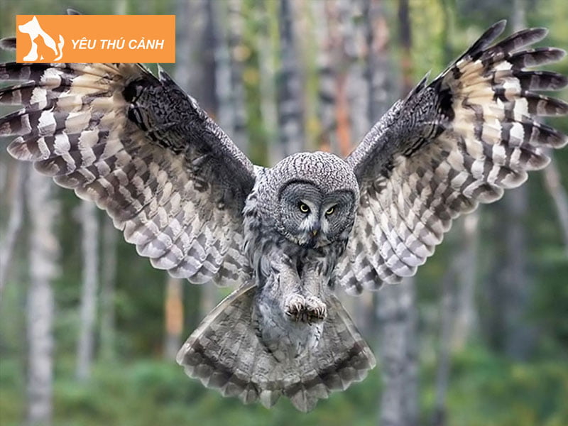 giai-ma-truong-hop-chim-cu-bay-vao-nha-2-thucanh