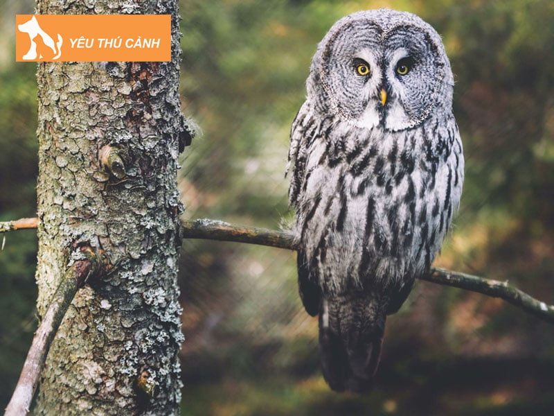 giai-ma-truong-hop-chim-cu-bay-vao-nha-thucanh