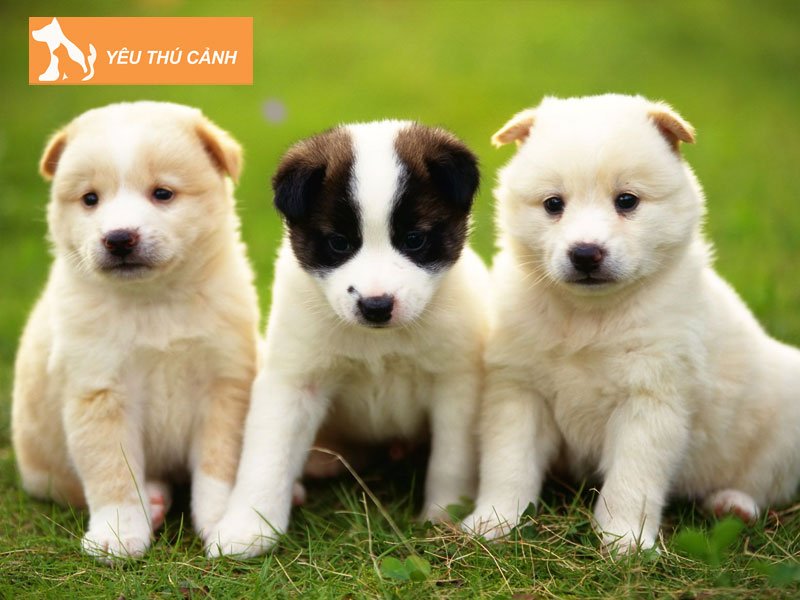 giai-ma-y-nghia-giac-mo-thay-3-con-cho-1-thucanh