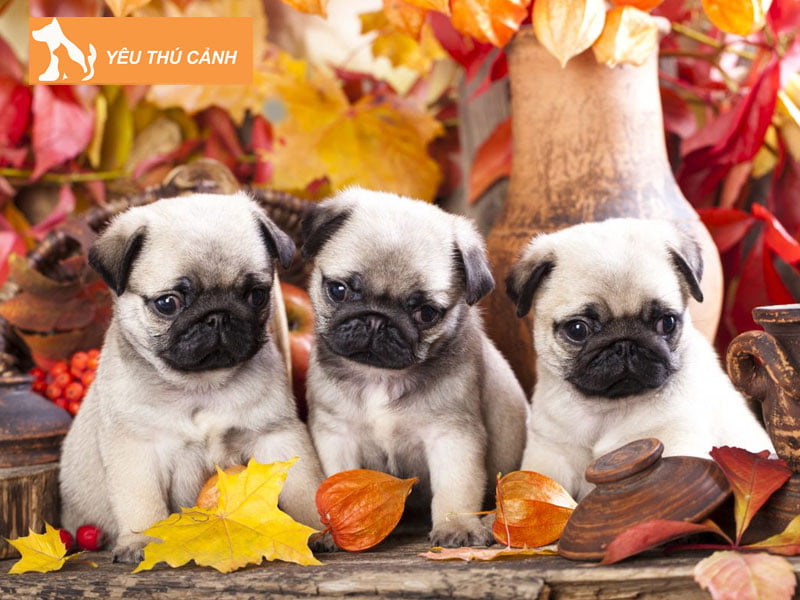 giai-ma-y-nghia-giac-mo-thay-3-con-cho-3-thucanh