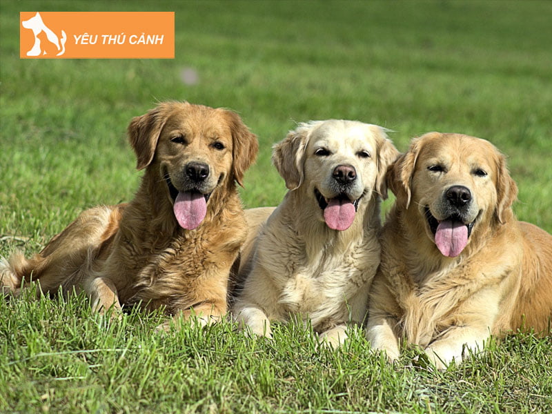 giai-ma-y-nghia-giac-mo-thay-3-con-cho-thucanh