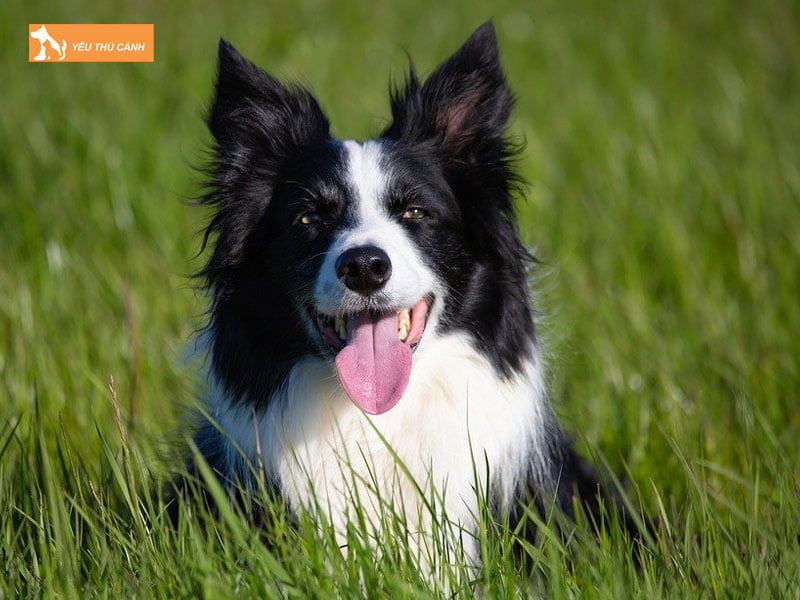 Giong-cho-canh-thong-minh-border-collie-thucanh