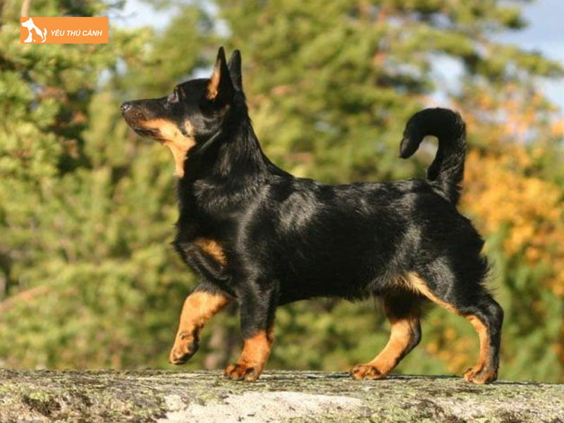 Giong-cho-lancashire-heeler-la-gi-thucanh